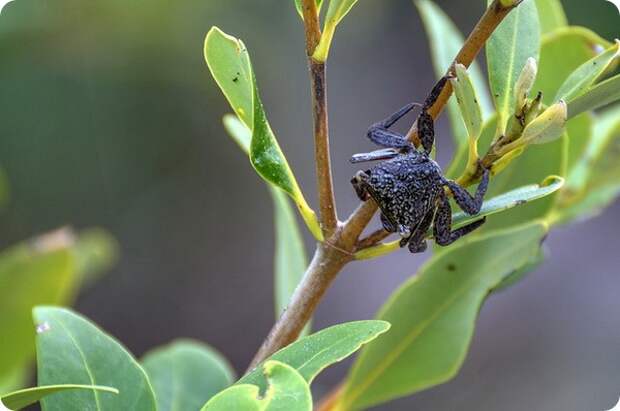 Мангровый древесный краб (лат. Aratus pisonii)