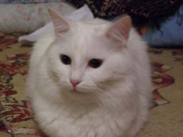 Картинки по запросу фото белого кота