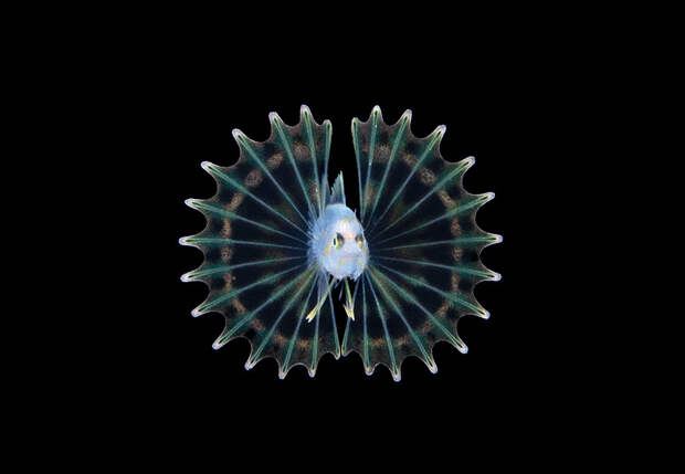 30 ПОТРЯСАЮЩИХ ПОДВОДНЫХ СНИМКОВ КОНКУРСА OCEAN ART 2019