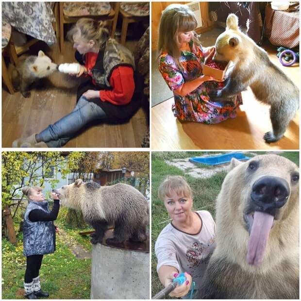 В одной из российских семей живёт огромный одомашненный медведь — и он, походу, неплохо устроился видео, домашний питомец, животные, истории, люди, медведь