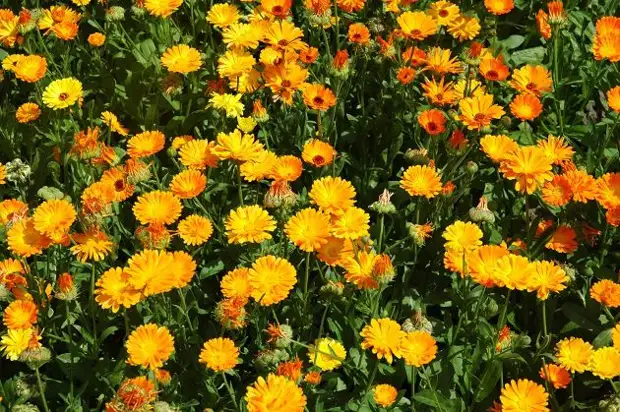 Топ-8 цветов, похожих на ромашку