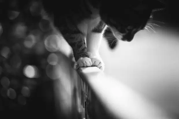 Удивительная подборка фото «монорельсовых» кошек