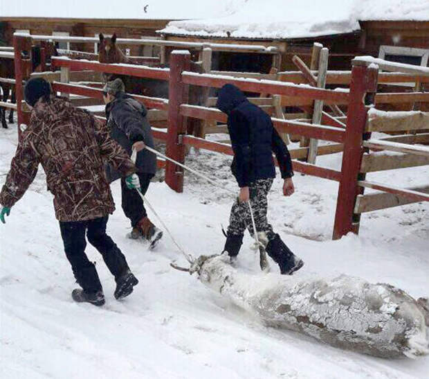 В Якутии участники съезда оленеводов насмерть закормили двух оленей