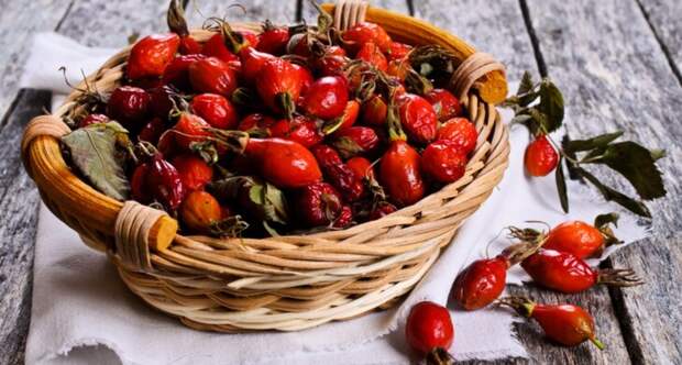 В России введут новый ГОСТ на шиповник