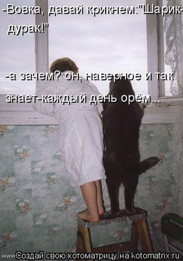 Котоматрицы(картинки с надписями)