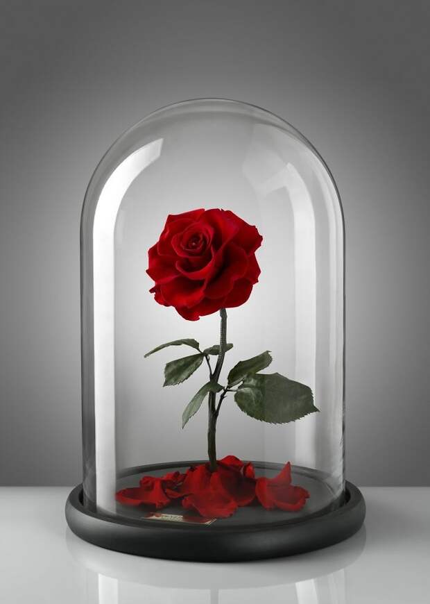 розы из «Красавицы и Чудовища», розы под колпаком, розы в колбе