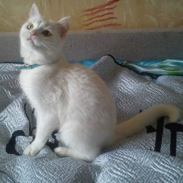 Анатолийская (Турецкая короткошерстная) котята., кошки, породы