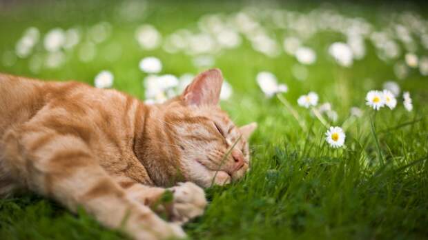 Картинки по запросу фото спящего рыжего кота