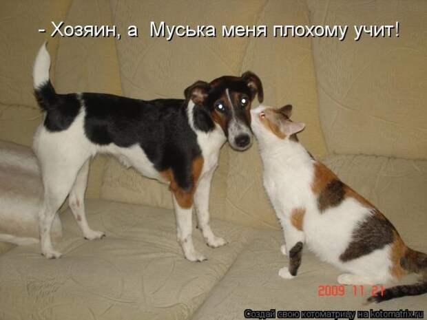 Лучшие котоматрицы недели Лучшие котоматрицы недели