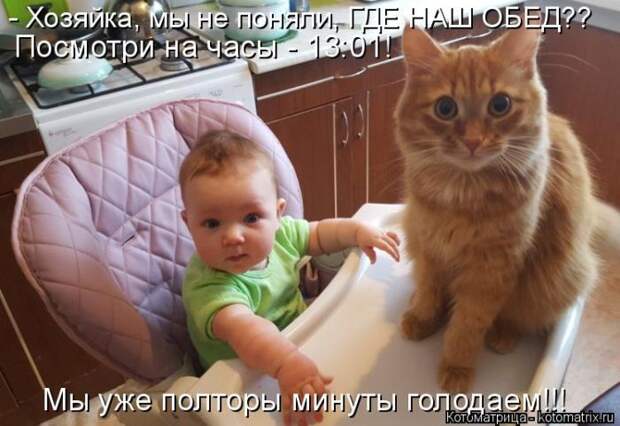Лучшие котоматрицы недели (50 фото)