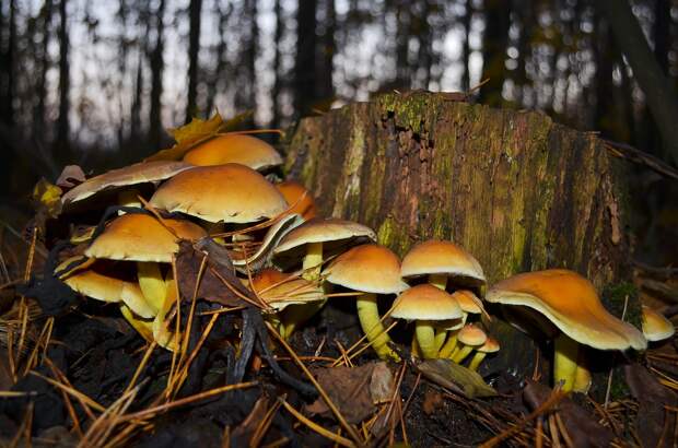 Терапевт Бартули рассказал, какие съедобные грибы собирать опасно для здоровья