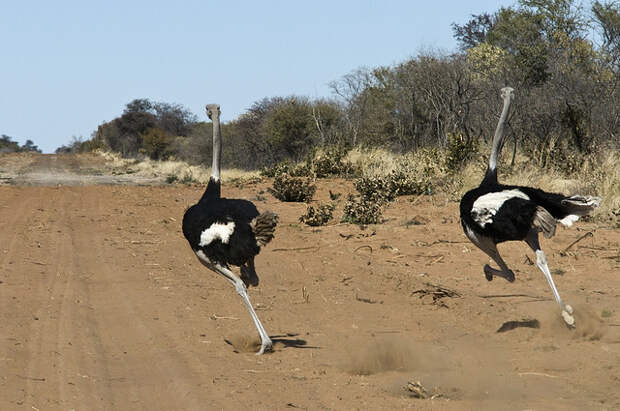 От остальных же хищников страусы успешно убегают / Фото: russkie-perepela.ru 