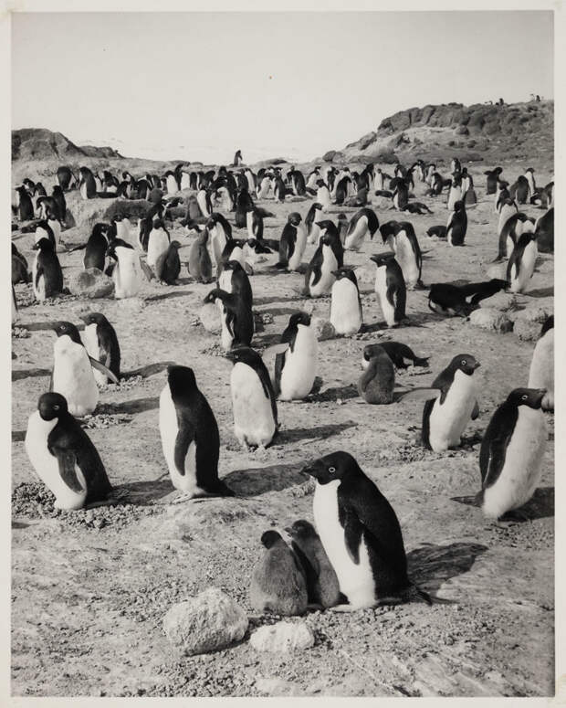 Пингвины Адели на мысе Ройдс исследования, исторические фотографии, последний поход, экспедиция, южный полюс