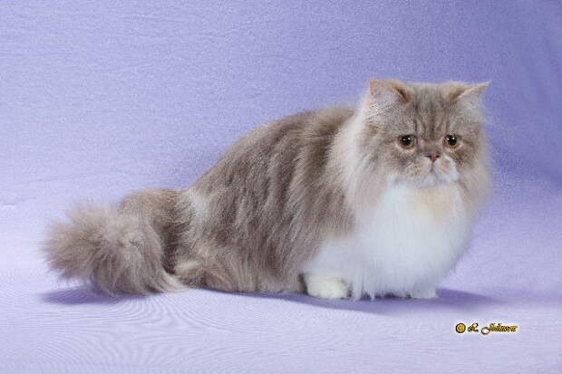 Кот наполеон