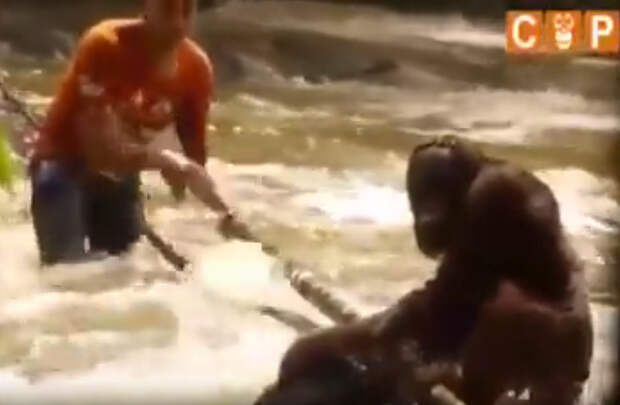 Неравнодушные люди спасли орангутана из бурной реки