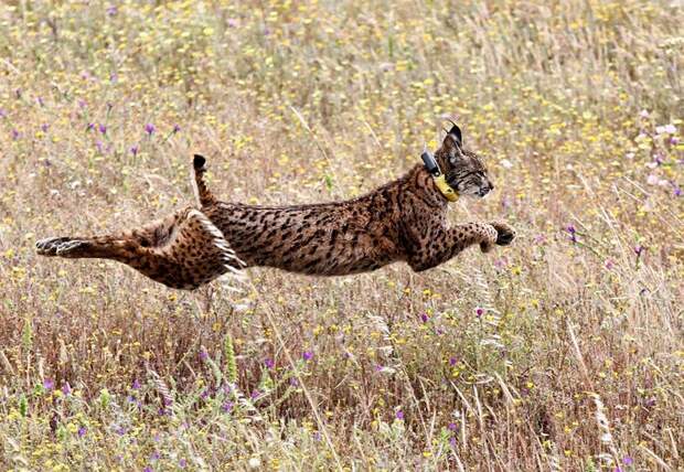 Interesting pictures with animals 05