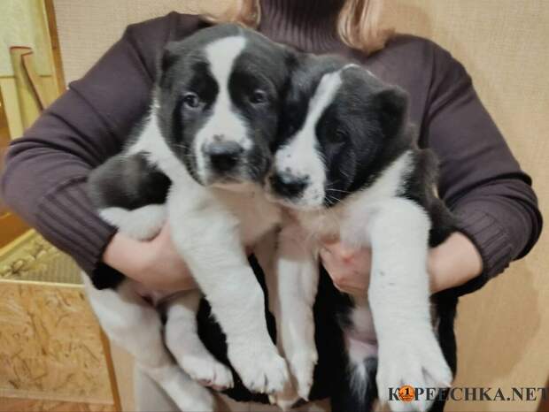 Щенки Среднеазиатской овчарки в Макеевке - 25 000 руб