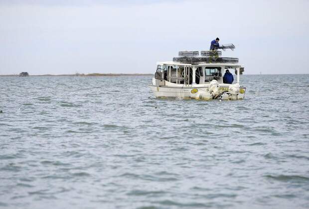 Выращивание устриц в США