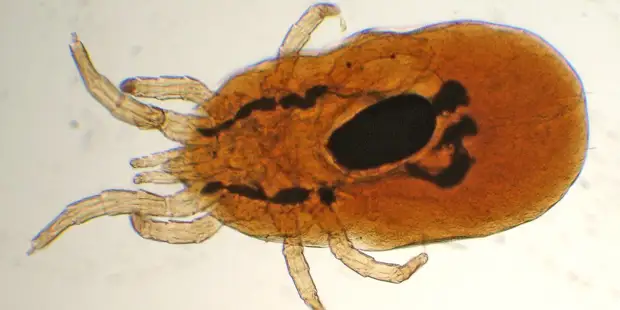 30 ответов на самые насущные вопросы о клещах