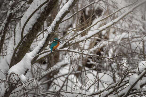 Зимородка на зимовке заметили в Нижнем Новгороде