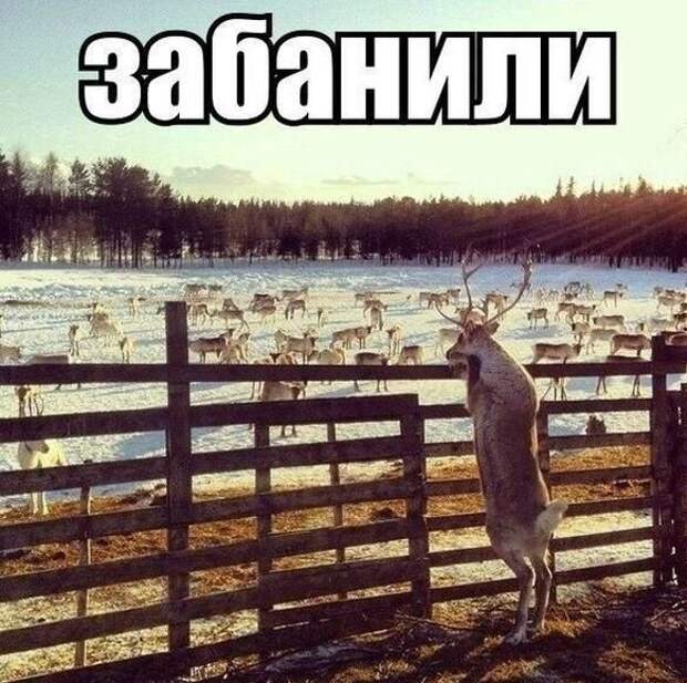 Картинки с забавными подписями