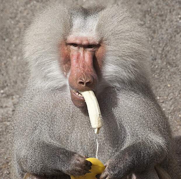 Привет я бабуин я как человек. Бабуин с бананом. Гамадрил. Бабуин смешной. Макака с бананом.