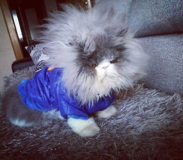 Is This A Cat Or A Sheep?