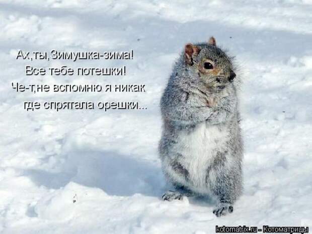 Котоматрицы (картинки с надписями)