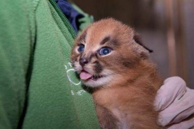 Котята Каракала – Одни Из Наиболее Удивительных Существе На Свете