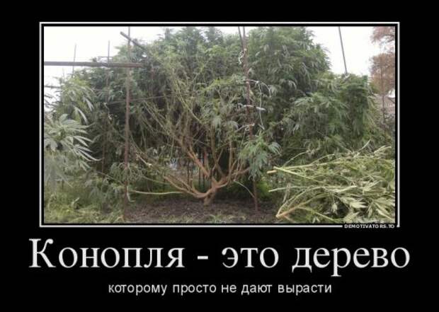 Новые демотиваторы (16 шт)
