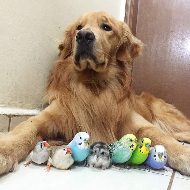 собака, 8 попугаев и хомяк 