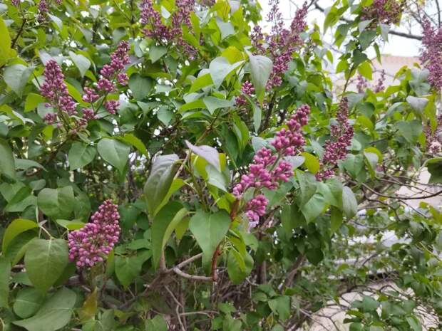 Завтра ветер в Астрахани начнет затихать