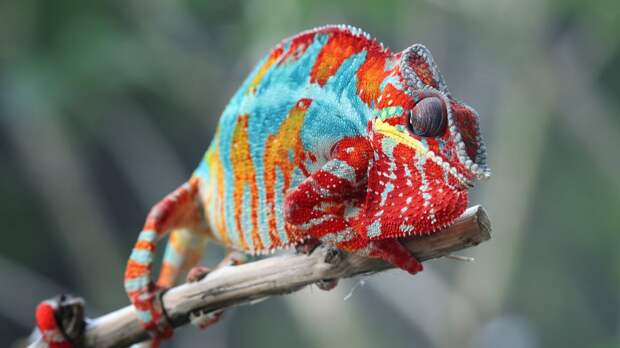 Почему хамелеон меняет цвет: объяснение для детей и советы родителям