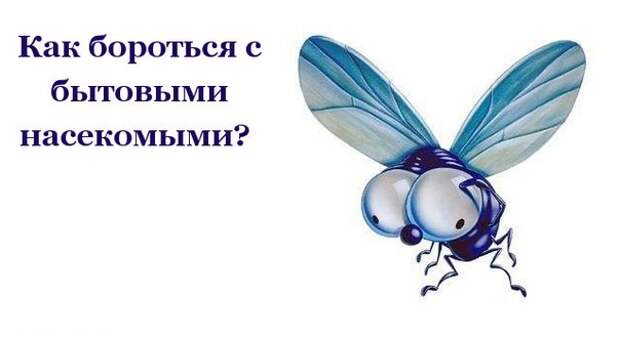 Как бороться с бытовыми насекомыми