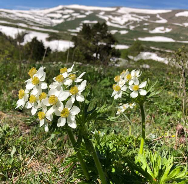 Ветреница, или Анемона Anemóne