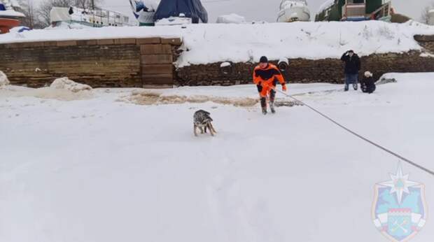 Спасатели вытащили собаку из ледяной воды в Ленобласти