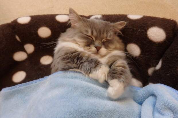 Уютные котики спят в кроватях как люди. Лучший флешмоб из Японии в кроватке, животные, коты