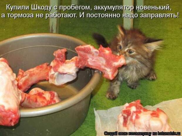 Котоматрицы (картинки с надписями)