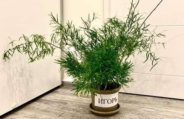 Игорь и горшок...