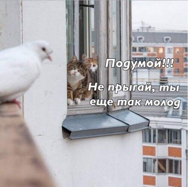 Нестандартный юмор :)