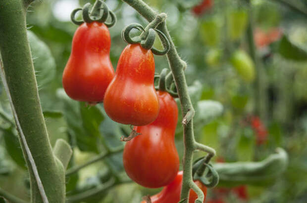 Обработанные ауксинами томаты содержат больше сахаров и быстрее поспевают