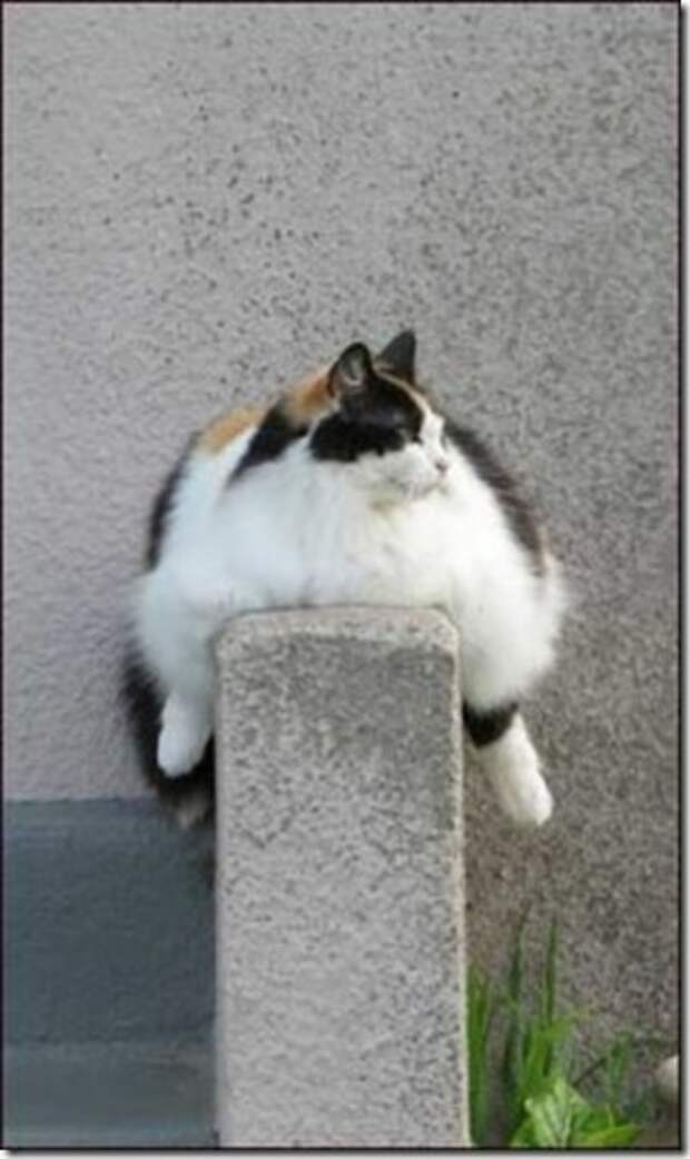 http://movie-good.ru/wp-content/uploads/2011/05/cat-himmi-thumb.jpg