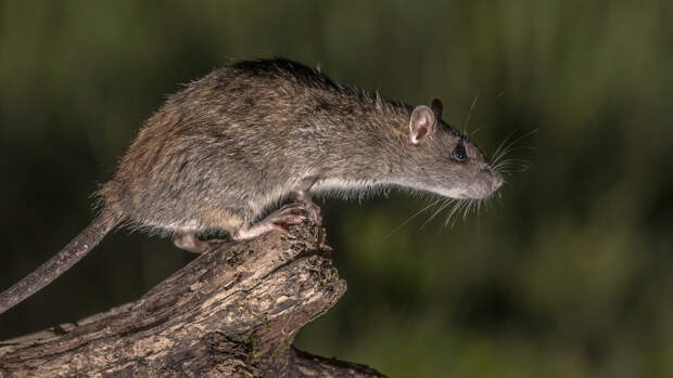 Аденовирусы