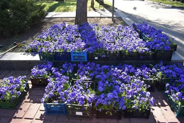 Яркие цветочные композиции появляются в Симферополе