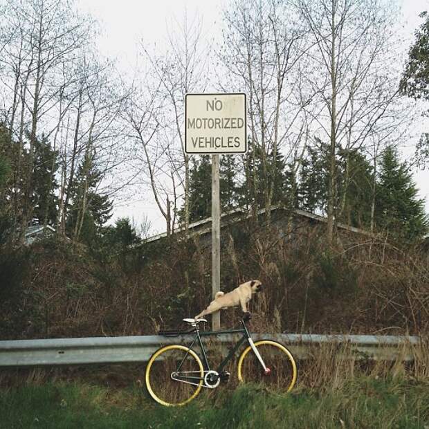 Пес сидит на велосипеде под дорожным знаком.