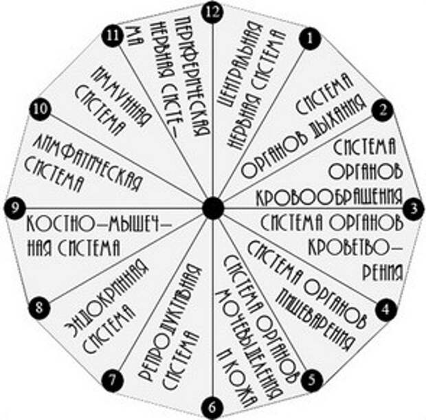 12 основных. 12 Систем организма и их функции. 12 Систем организма человека и их функции таблица. Основные системы организма человека и их функции. 12 Систем органов человека.