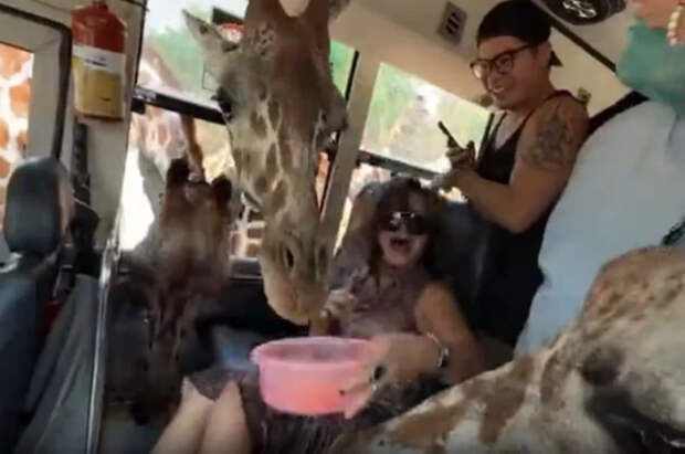 Стая жирафов напала на туристку в Таиланде и отобрала у нее обувь