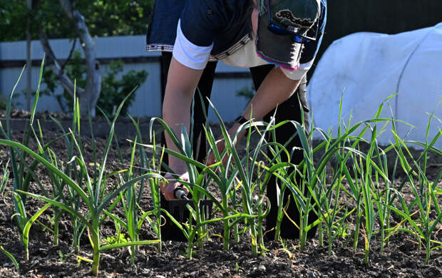 Дачников предупредили о штрафах за одно растение на участке