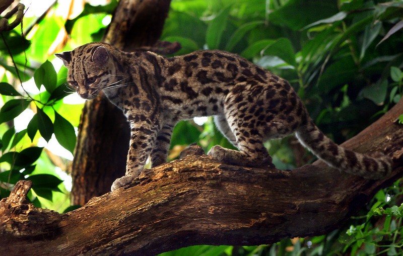 Amazonas32 Amazonas32 Большое фотопутешествие по лесам Амазонки