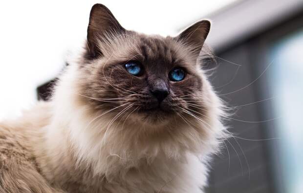 Картинки по запросу фото пушистая кошка с голубыми глазами
